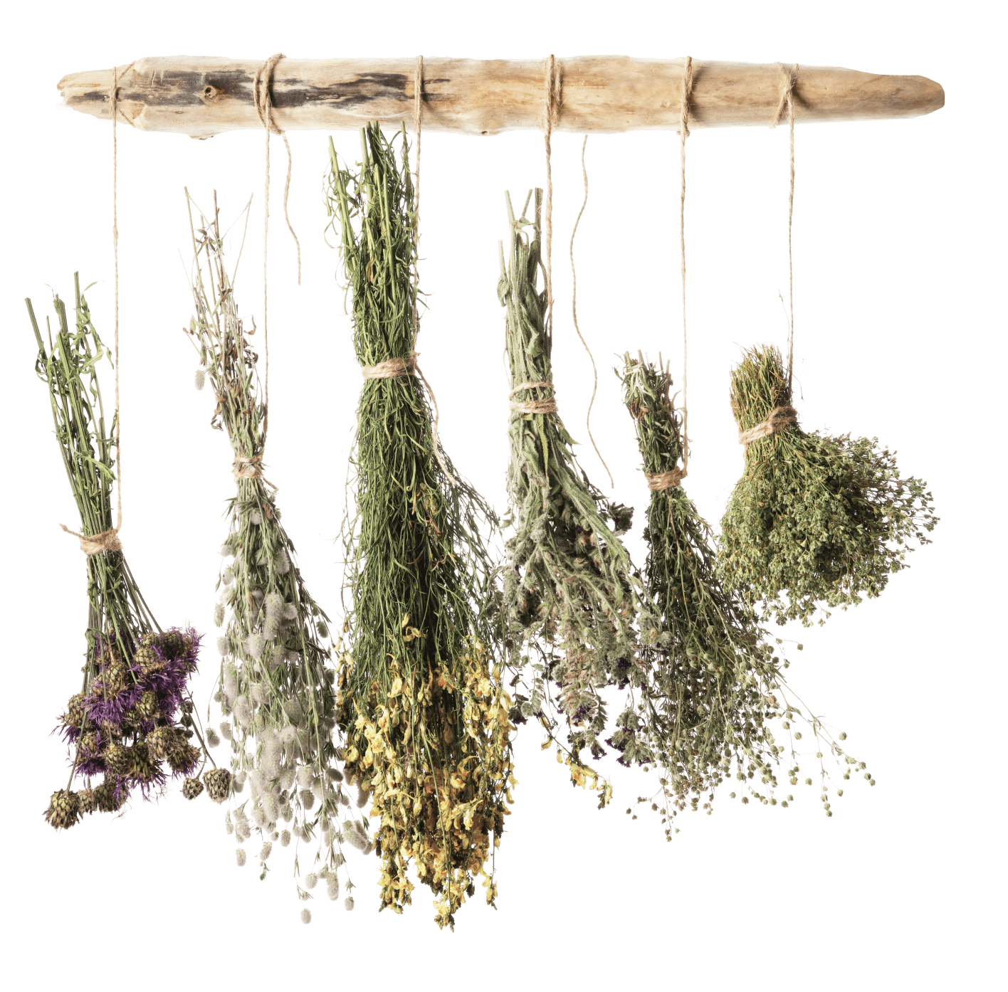Illustration herbs
